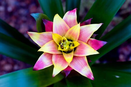 Beautiful flower with big leaves. Colorful contrasting photo. Yellow with red and green colors. Light center with a flower and a dark background.の写真素材