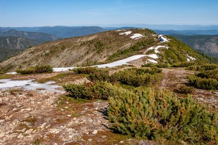 Bushes of low juniper growing on the ridge of the mountain. In some places there is snow. Around the mountains.の写真素材
