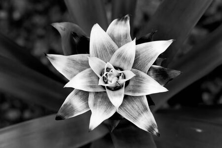 Beautiful big flower with triangular leaves. Black and white contrast photo. Light center with a flower and a dark background.の写真素材