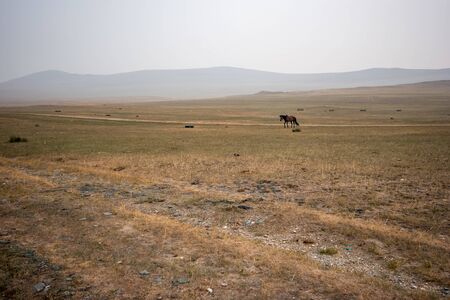 A horse on a field in the morning in fog with a road and hills in the background. Scanty steppe vegetation. Grey sky. Copy space.の写真素材