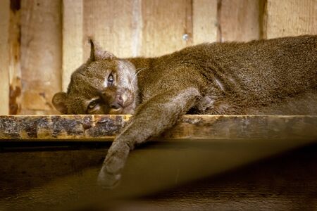 A sad cougar lies on a blackboard. Big cat with brown hair. Eyes open. Paw overhang. Background from the boards.の写真素材