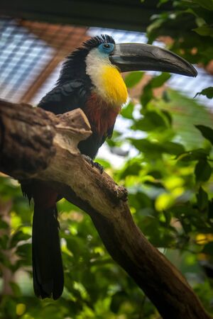 A toucan bird with a large beak sits on a thick branch. Black feathers, blue eyes and yellow breasts. Fluffy crest. Selective focus on the head.の写真素材