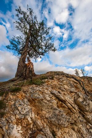 A tree and a stump near stand on a rock against the sky. Roots crawling over the rock. Beautiful sky...