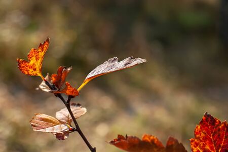Branch with leaves in the autumn sun. Very shallow selective focus on the leaves, the background is blurred. Red, yellow and brown colors. Copy space.の写真素材