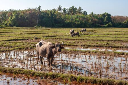 An Asian bull grazes on a field of water with large curved horns. In the distance is a forest and more bulls.の写真素材
