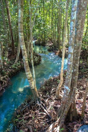 A shallow transparent green river in a mangrove forest with thin tall trees. The roots are strongly intertwined. Vertical frame.の写真素材