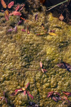 Natural background of green mud with leaves on the water. A lot of red autumn leaves and twigs. Vertical.の写真素材
