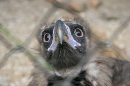 Funny eagle behind the iron net. Selective shallow focus on the tip of the beak. An animal in captivity.の写真素材
