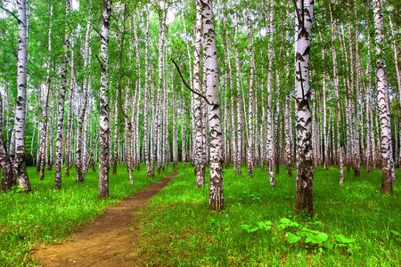 Bright sunny birch forest with a path in the summer. Green grass on the ground. Brown earthen road.の写真素材