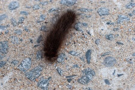 A large brown furry caterpillar crawls on the ground. Sand and stones on the road. Selective focus.