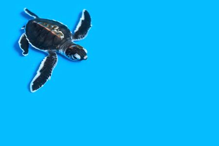 Small purposeful turtle in water on a gentle blue background with copy space. Protection of the population. Young turtles under the supervision of the rangers. Selective focus on the head.の写真素材