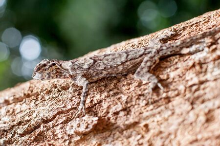 A spotted-skinned lizard hides like a tree bark on a tree trunk. Selective focus on the head....