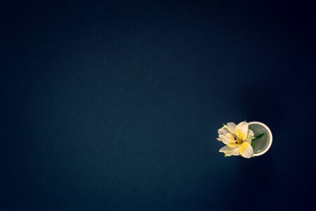 Minimalistic flat lay. Flower with in a jar of water on a dark blue background. White with yellow...