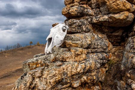 The skull of the animal lies on the stones. Elongated skull shape. A gloomy sky with clouds is visible. Horizontal.の写真素材