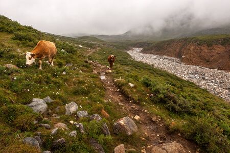 Two cows go along the trail in the mountains. A stone river with no water nearby. A lot of stones on the ground and green grass. Thick fog. Horizontal.の写真素材
