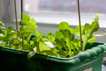 A box for seedlings with growing lettuce on a window sill by the window. Growing lettuce at home. Sunlight from the window. Vertical sticks in the ground. Shallow depth of field. Horizontal.の写真素材