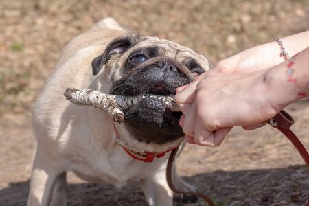 Pug is trying to grab a stick from female hands. Red leather collar and brown leash. Blurred background. Horizontal.の写真素材