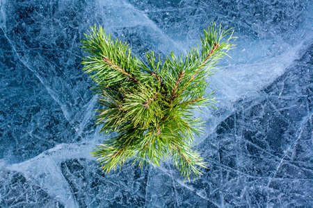 Pine branches on the amazing ice of Lake Baikal in the style of a flat lay. Cracks on ice with a...
