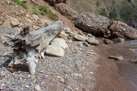 Large dry old tree trunk with ragged edge lies on the rocks by the lake. Horizontal image.の写真素材