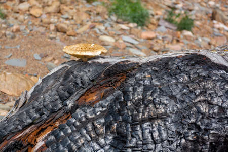 Old dry thick burnt tree trunk with mushroom. Horizontal image.