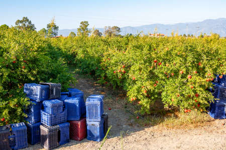 Pomegranate plantation and harvest boxes. Preparing to pick fruit.