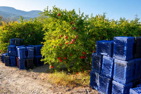Pomegranate harvesting boxes next to pomegranate trees in sunny day. Preparing to pick fruit.の写真素材