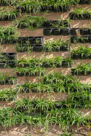 Wall with many pots of decorative green plants. vertical photo.の写真素材