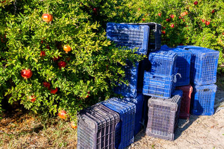 Pomegranate harvesting boxes next to pomegranate trees. Preparing to pick fruit.の写真素材