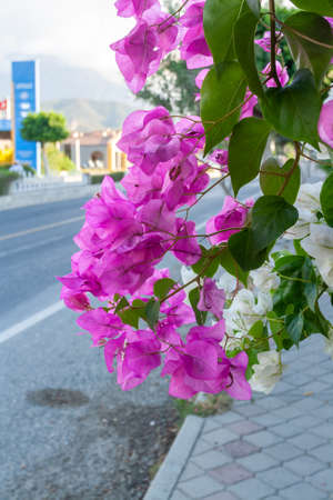 Bright purple bougainvillea bush in street. vertical photo.の写真素材