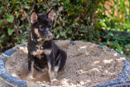 Black and white puppy sits in bucket of wet sand. Nose in sand. Shallow depth of field. horizontal photo.の写真素材