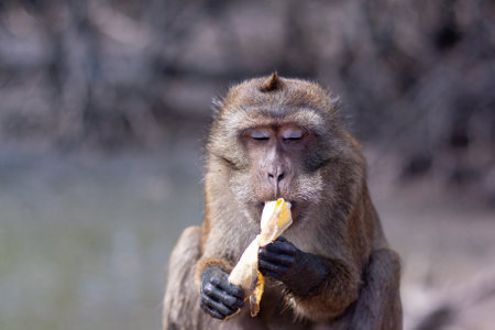 Funny macaque monkey with dirty paws eats banana. Selective focus, blurred background. front view. horizontal image.の写真素材