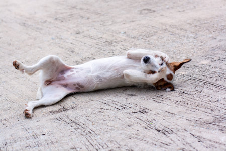 Dog Jack Russell rolls on concrete with his belly up and covering his eyes with his paws. Shallow depth of field. horizontal photo.の写真素材