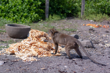 Macaque monkey picks up bread crust from large pile on ground. Selective focus, blurred background. side view. horizontal image.の写真素材