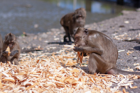 Macaque monkey holds many bread crusts in its paws next to large pile of bread. Selective focus, blurred background. side view. horizontal image.の写真素材