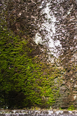 Old wall covered with green moss and lichens. vertical image.の写真素材