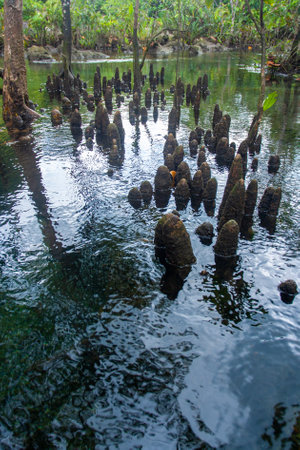 Pneumatophores in water to supply oxygen of mangrove roots. vertical photo.の写真素材