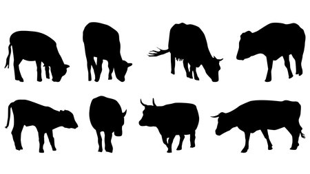 Set of cows in silhouette isolated on white background. The cows eat and walk. Cattle vector clipart.のイラスト素材