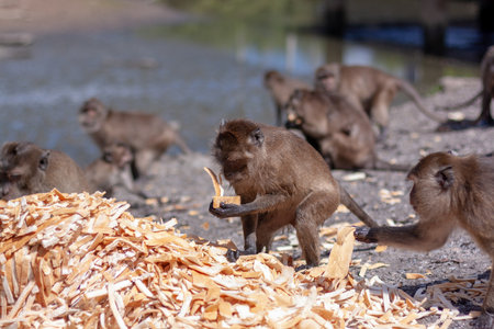 Group of macaque monkeys eat crust of bread from large pile on the ground. Selective focus, blurred...
