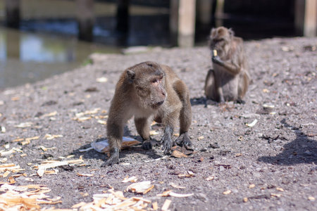 Macaque monkey stands among bread crusts on the ground. Selective focus, blurred background. Front...