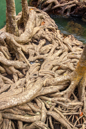 Powerful intertwined root system of mangrove trees in the water. Vertical photo.の写真素材