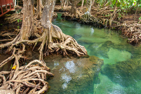 A stream with clear water flows among the powerful root system of mangrove trees. Horizontal photo.の写真素材