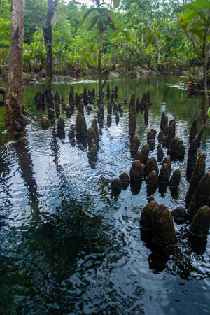 Pneumatophores in water to supply oxygen of mangrove roots. Vertical photo.の写真素材