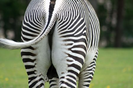 Close-up of striped black and white croup of zebraの写真素材