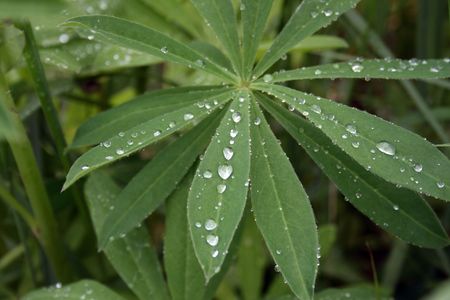 Nice waterdrops on long leaves of green grassの写真素材