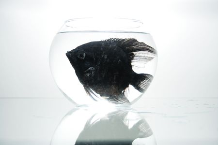 Black aquarian fish in little spherical aquarium on glassy tableの写真素材