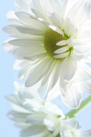 Close-up of nice white ox-eye daisy on blue backgroundの写真素材