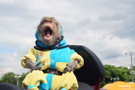 Funny crying monkey dressing up in clothes on background with cloud sky