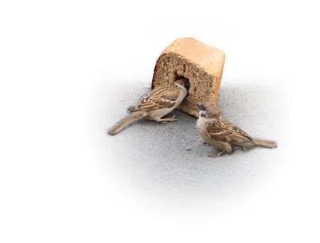 Two sparrows near big slice of bread isolated on white の写真素材