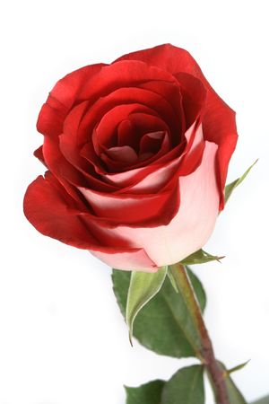 Close-up of nice red rose standing on white backgroundの写真素材