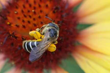Close-up of bumblebee sitting on the nice flowerの写真素材
